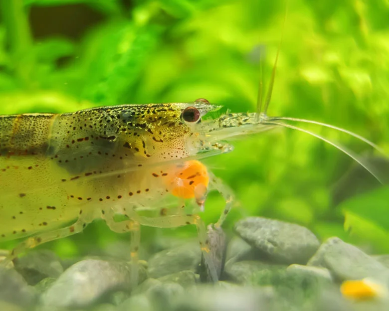 Amano Shrimp - Feeding and Maintenance