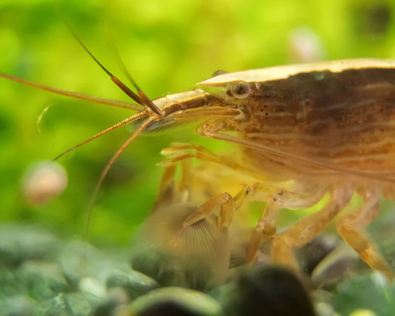 Bamboo Shrimp - Breeding and Reproduction