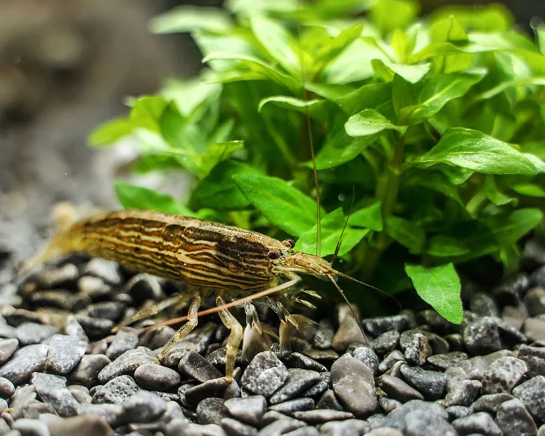 Bamboo Shrimp - Tank Requirements