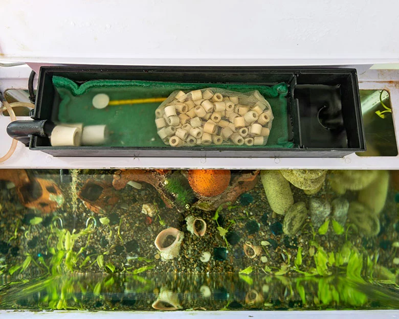 How To Get Rid of Aquarium Snails - Controlling Algae Growth