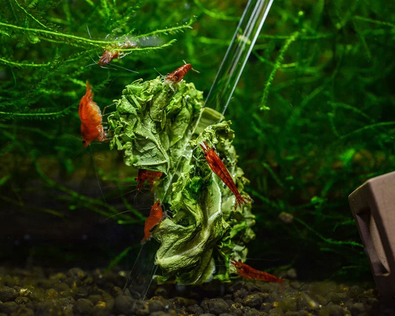 Red Cherry Shrimp - Feeding and Supplementation