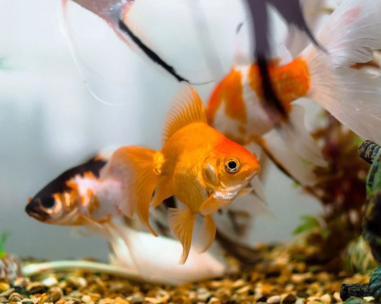 aquarium fish diseases - Fungal Fish Infections