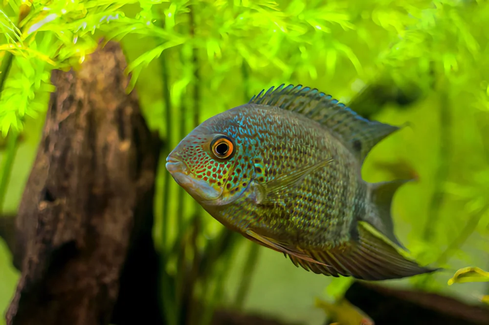 soiuth american cichlids fish