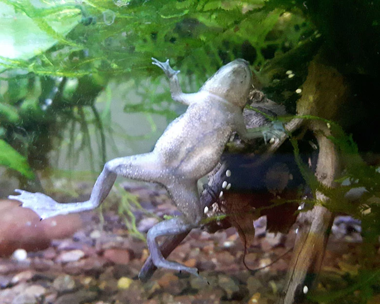 African Dwarf Frog care - Proper Tank Requirements