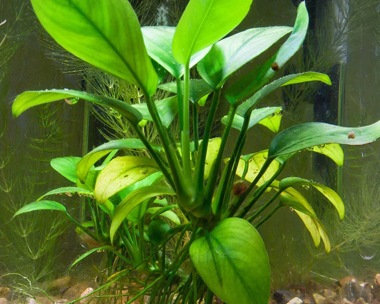 All About Anubias - Positioning in the Aquarium