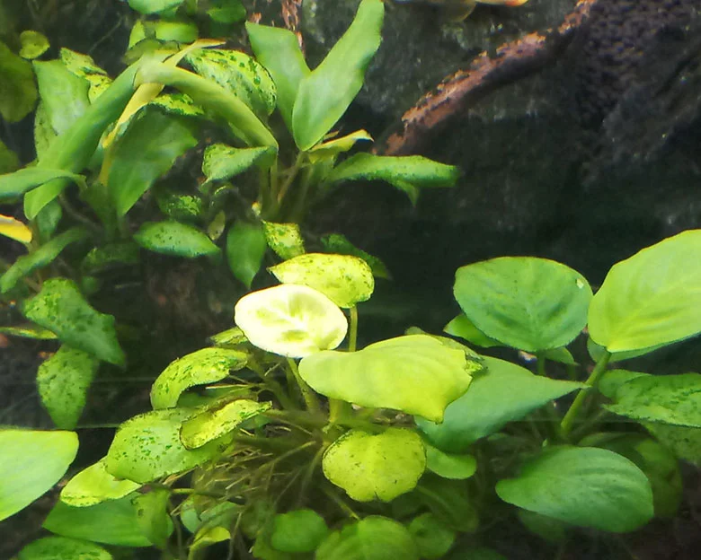 All About Anubias - Types of Anubias