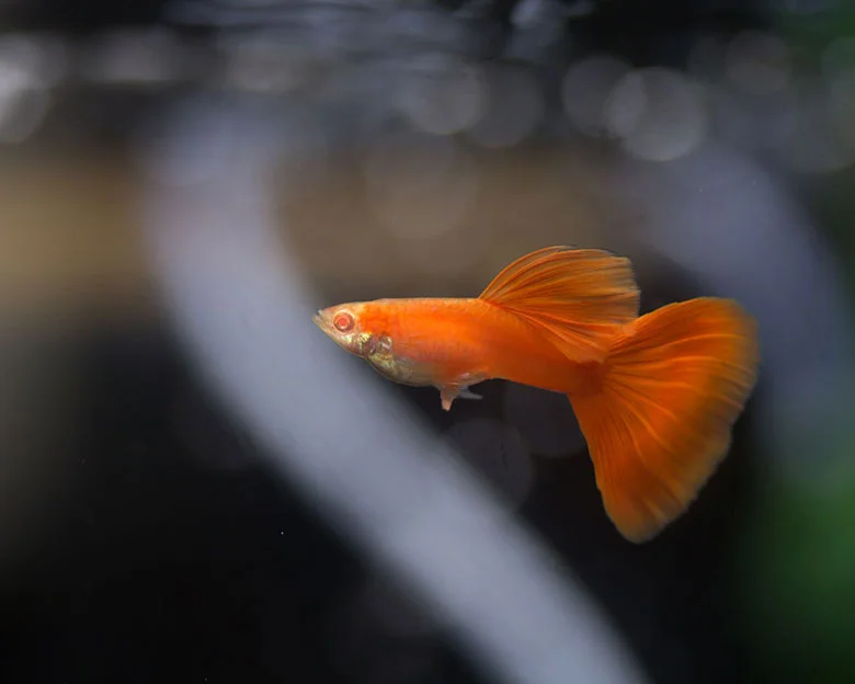 All About Orange Guppies - Tank Setup and Maintenance