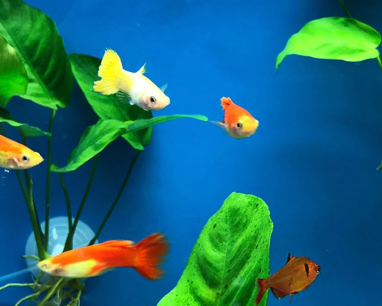 All About Orange Guppies - What are Orange Guppies