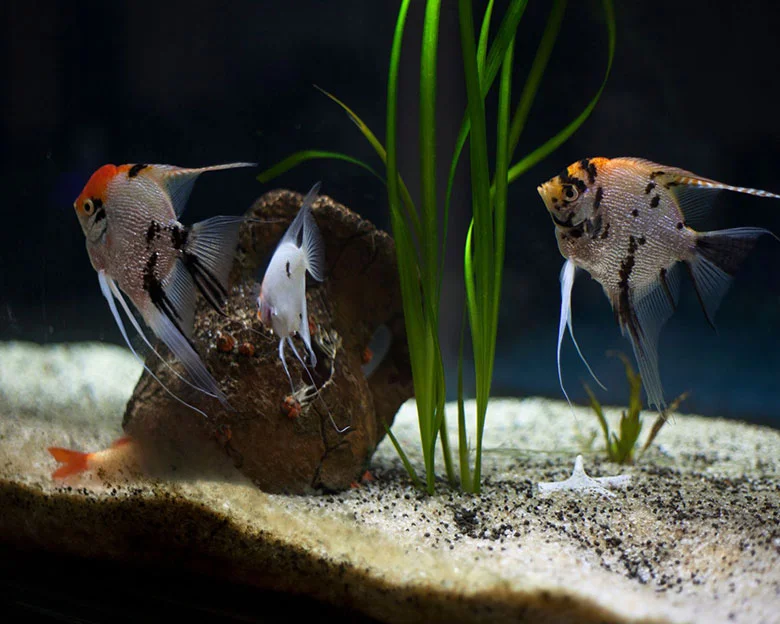 Angelfish Feeding Guide - Tank Maintenance