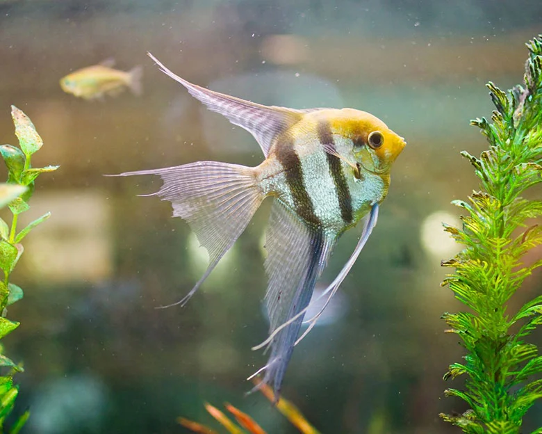 Angelfish Feeding Guide - What Do Angelfish Eat