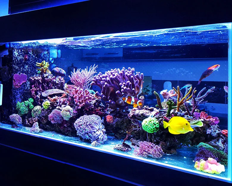 Aquarium Lights Vs Grow Lights - Aquarium Lights