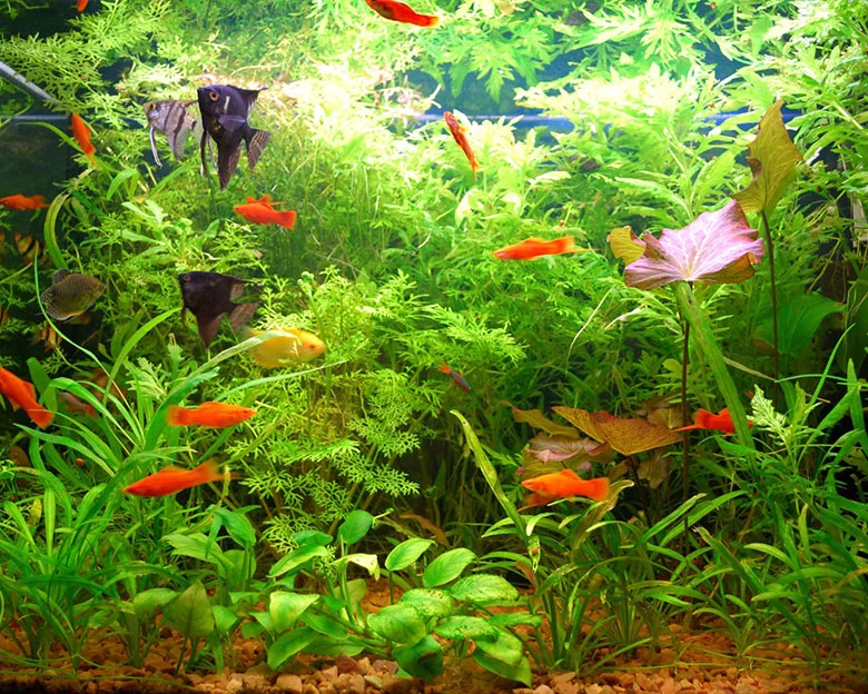 Aquarium Plant Fertilizer - Understanding Nutrient Needs