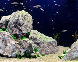 Artful Aquascaping Ideas - Inspiring Ideas For Stunning Tank Designs