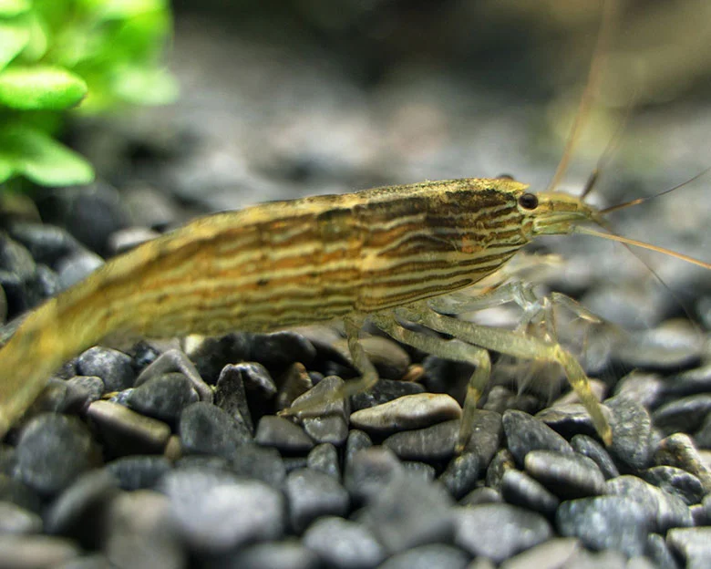 Bamboo Shrimp Care - Appearance and Characteristics