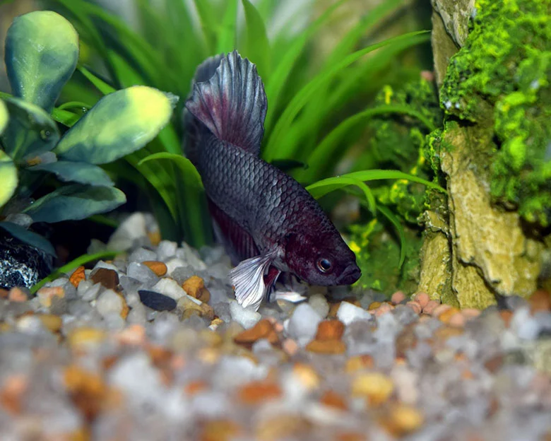 Betta Fish Care - Betta Fish Diet