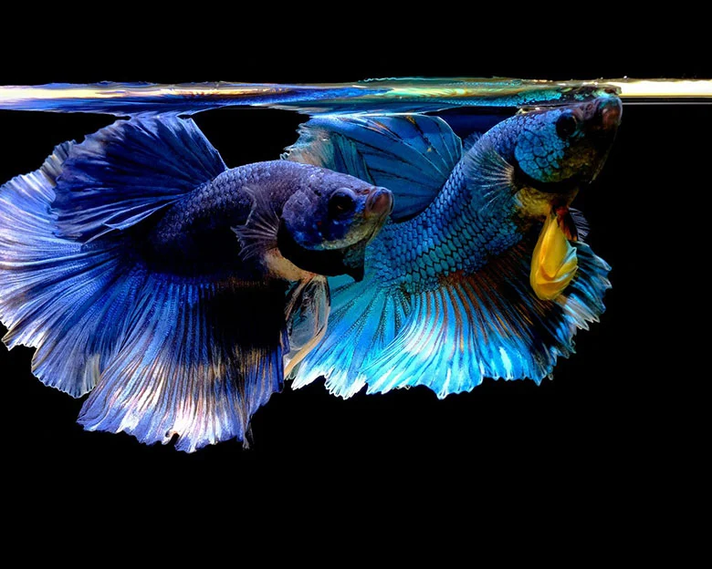 Betta Fish Care - Facts about Betta Fish