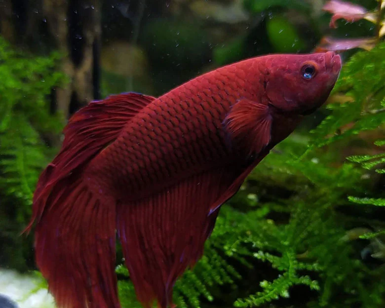 Betta Fish Sleep - Natural Sleeping Spots