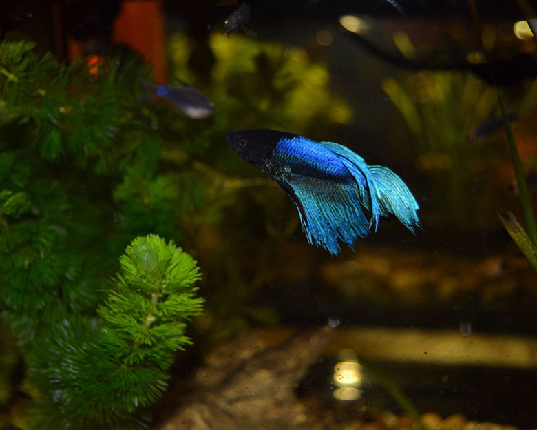 Betta Fish Sleep Patterns