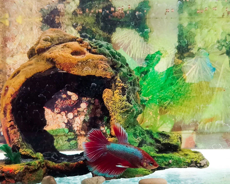 Betta Fish Sleep - Products for Better Sleep