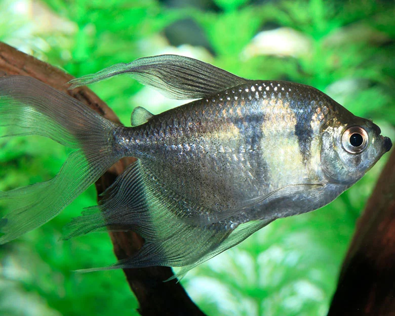 Black Skirt Tetras - Lifespan and Care Tips