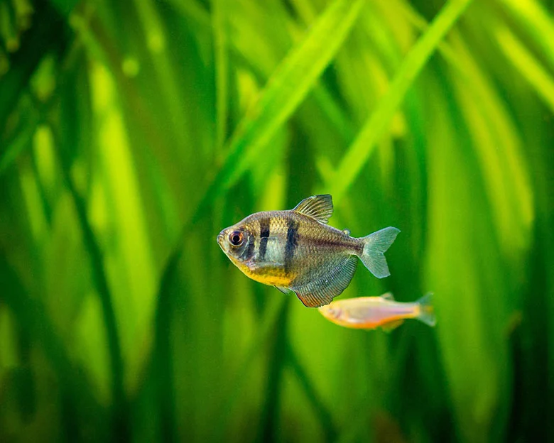 Black Skirt Tetras - Tank Mates and Compatibility