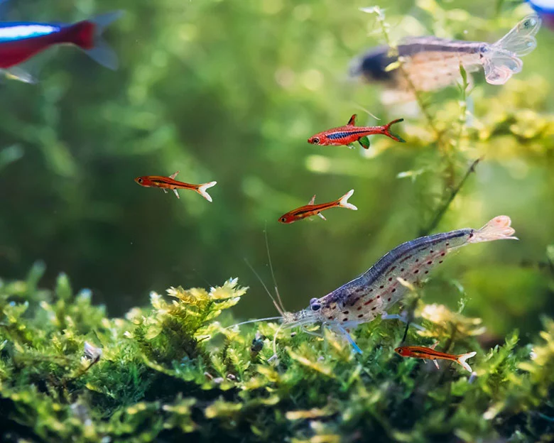 Chili Rasboras - Choosing Tank Mates