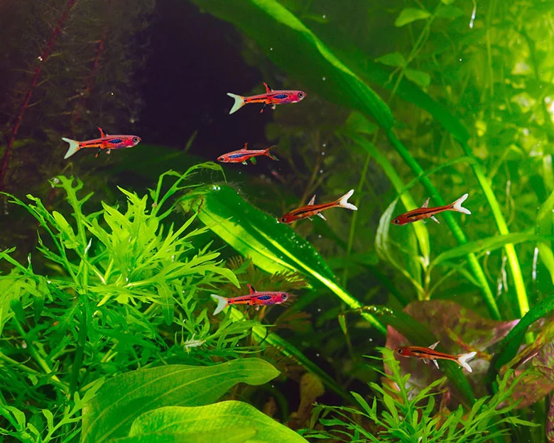 Chili Rasboras - Feeding Guidelines