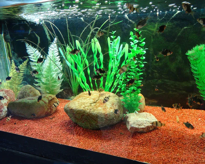 Cleaning Plastic Aquarium Plants - Why Clean Aquarium Plants