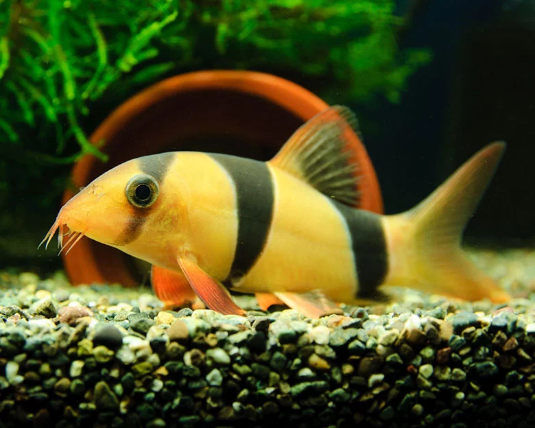 Clown Loach Care - Basic Information