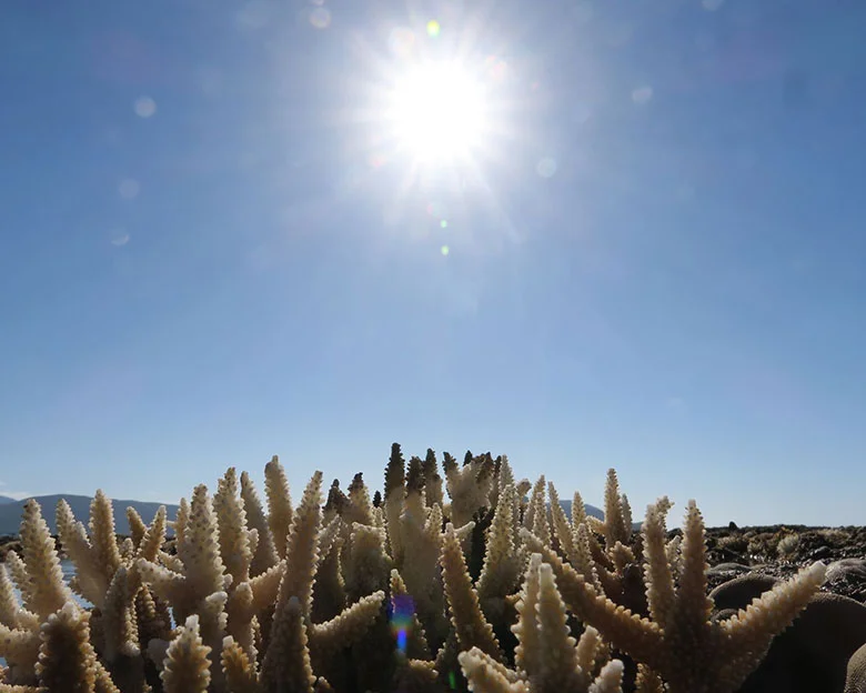 Coral Bleaching - Causes of Coral Bleaching