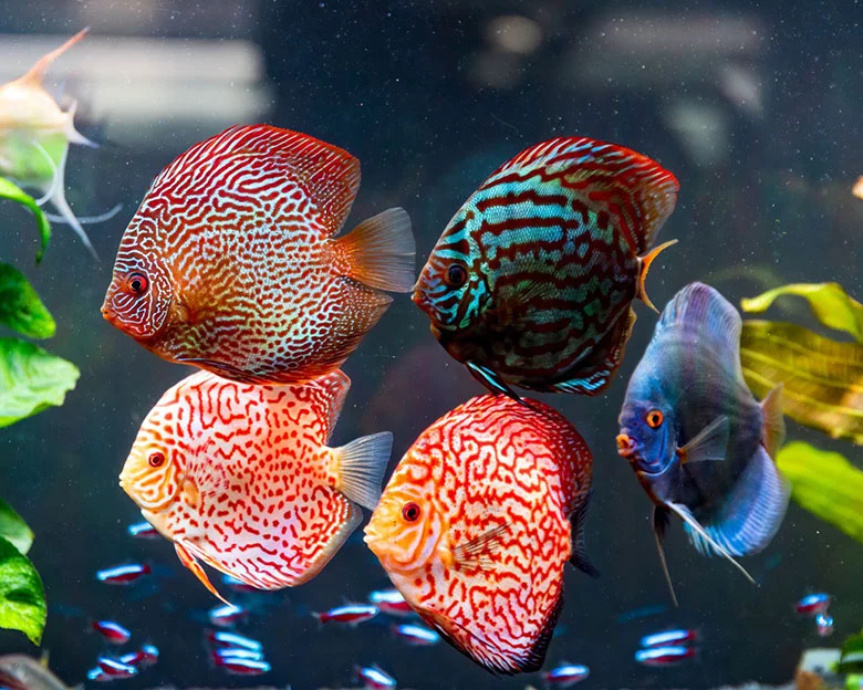 Discus Fish Types - Species in Nature