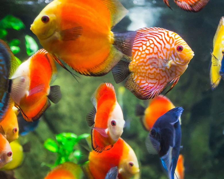 Discus Fish Types - Tank-Bred Varieties