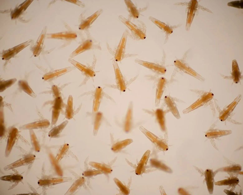 Hatch Brine Shrimp - Types of Hatcheries