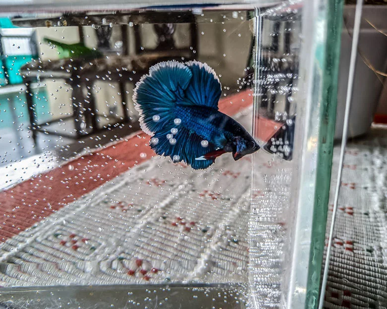 How To Acclimate Betta Fish - Important Considerations