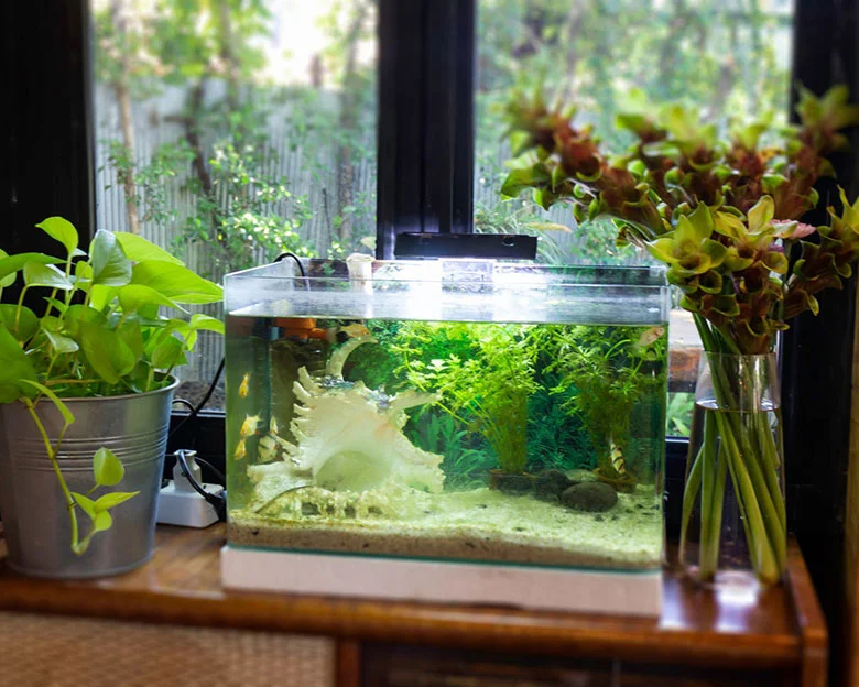 How To Quarantine Fish - Setting Up Quarantine Tank