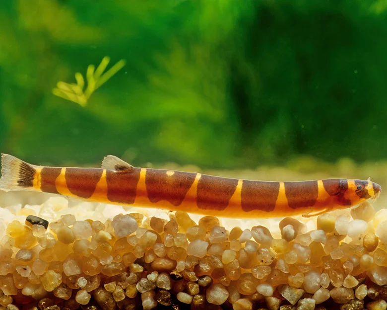 Kuhli Loach Care - Appearance and Behavior