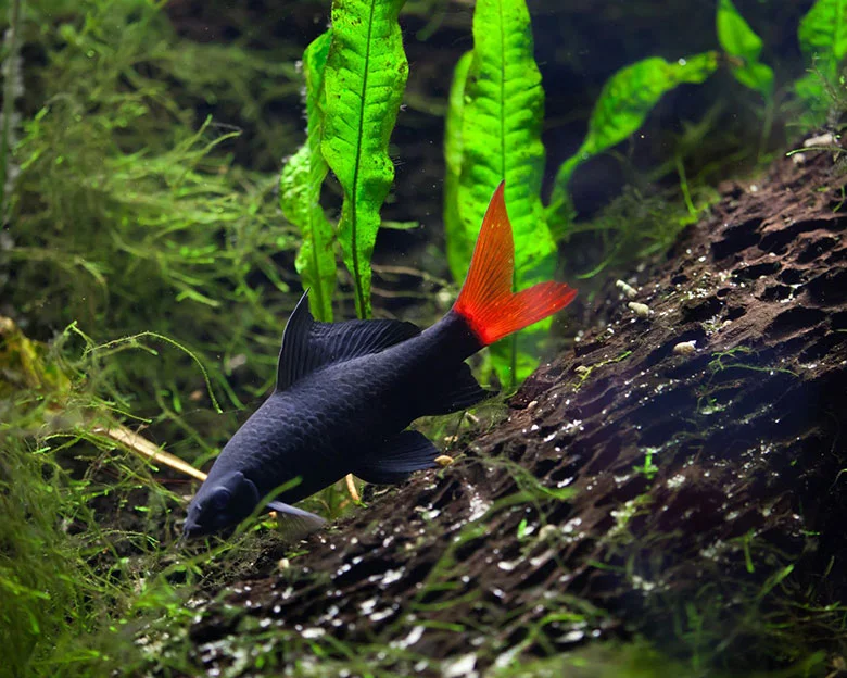 Red-Tailed Sharks - About Red-Tailed Sharks