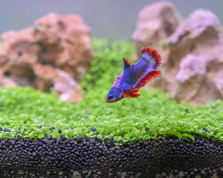 Set Up Betta Tank - Tank Requirements