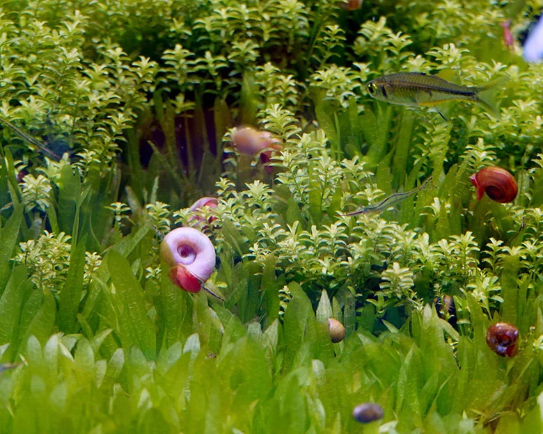 Snail Eating Fish - Snail Infestations in Aquariums