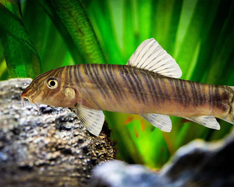 Zebra Loach Care - Threats to their Survival