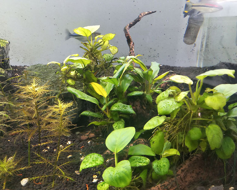 aquarium plant nutrient deficiency - Common Deficiencies