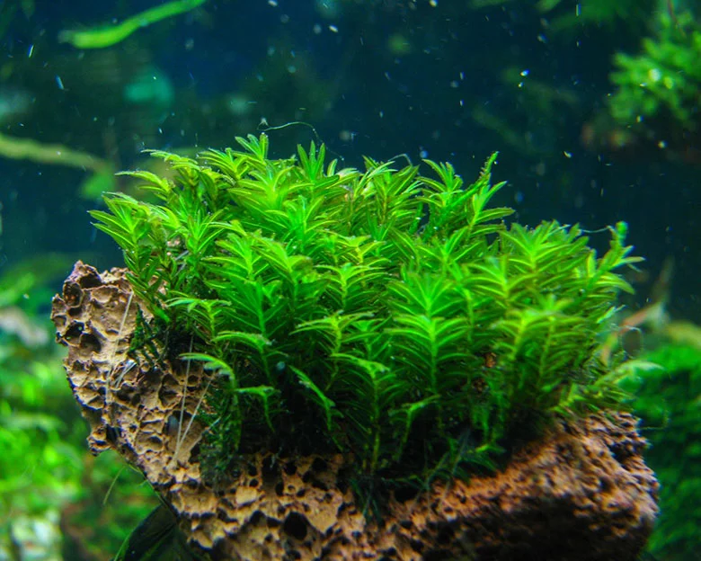 aquarium plants without substrate - Benefits and Considerations