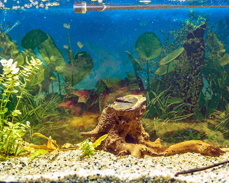 how to safely lower pH in your aquarium - Natural Methods