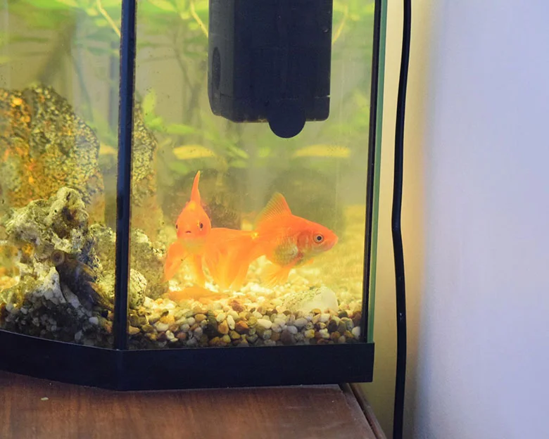 lower ammonia in aquariums - Short Term Solutions