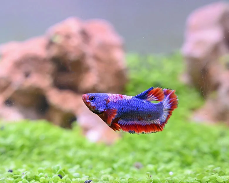 Betta Fish Tank Ideas - Betta Fish Tank Sizes