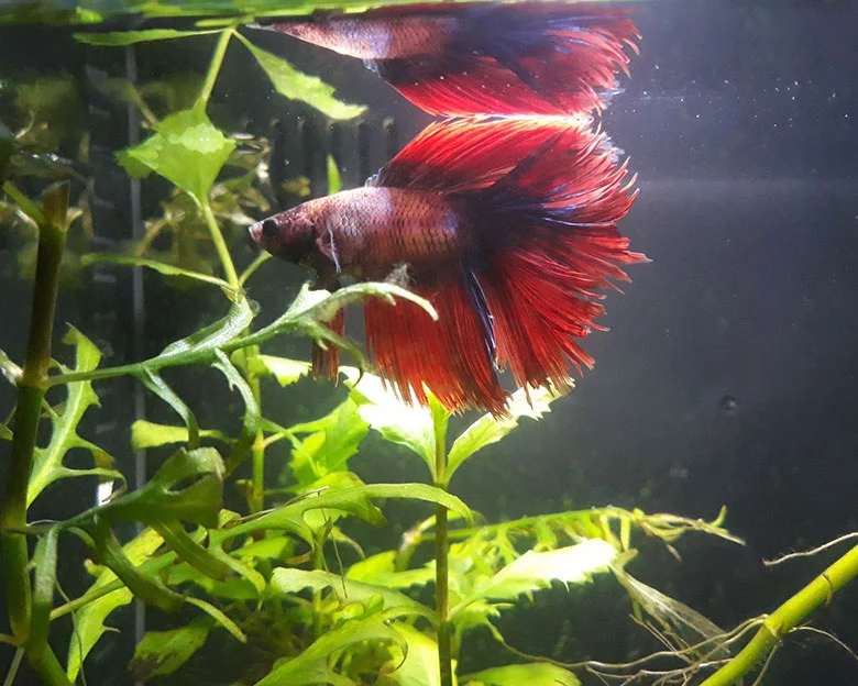 Betta Fish Tank Ideas - Tips for Tank Setup