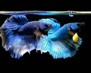 Betta Fish Tank Tips - Keeping Fish Happy & Healthy