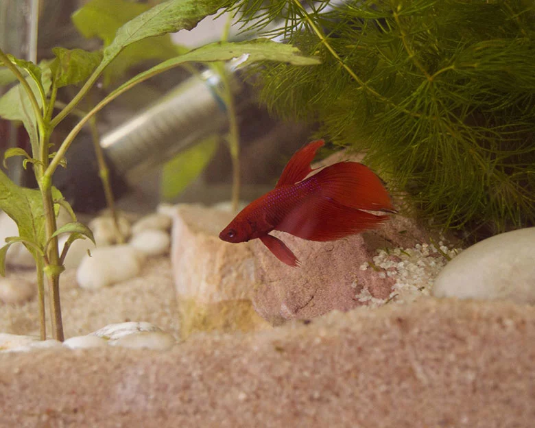 Betta Tank Mates - Tank Mates for Well-Planted Tanks