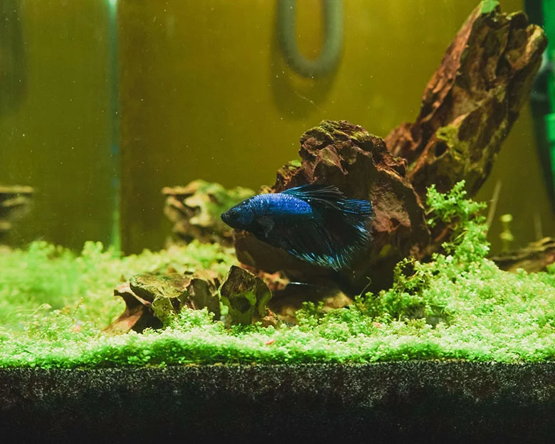 Betta Tank Mates - What are Betta Tank Mates