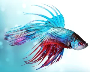 Betta Velvet Disease - Causes, Symptoms, And Effective Treatment